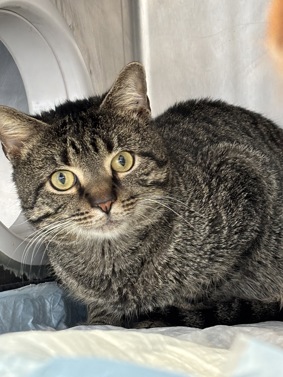 THERE ARE 30 ANIMALS ( 11 CATS &amp; 19 DOGS)  AT RISK FOR TUESDAY 01/14/25 DEADLINE IS NOON. PLEASE SHARE, FOSTER, ADOPT, TAG FRIENDS, POST TO SOCIAL MEDIA SITES, PLEDGE TO  HELP SAVE THEIR LIVES. NEW PHOTOS. newhope.shelterbuddy.com/animal/list