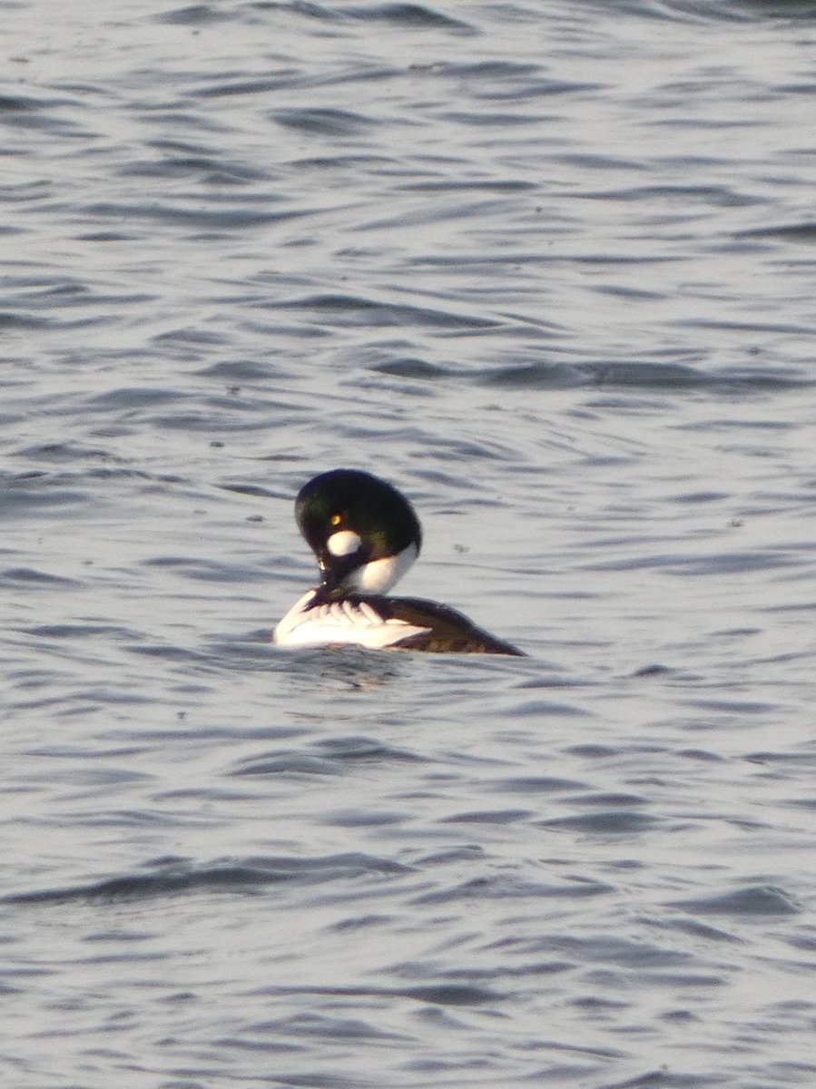 johnjayf's tweet image. 2 of the 3 goldeneye on west kirby marine lake this morning @CAWOSBirding