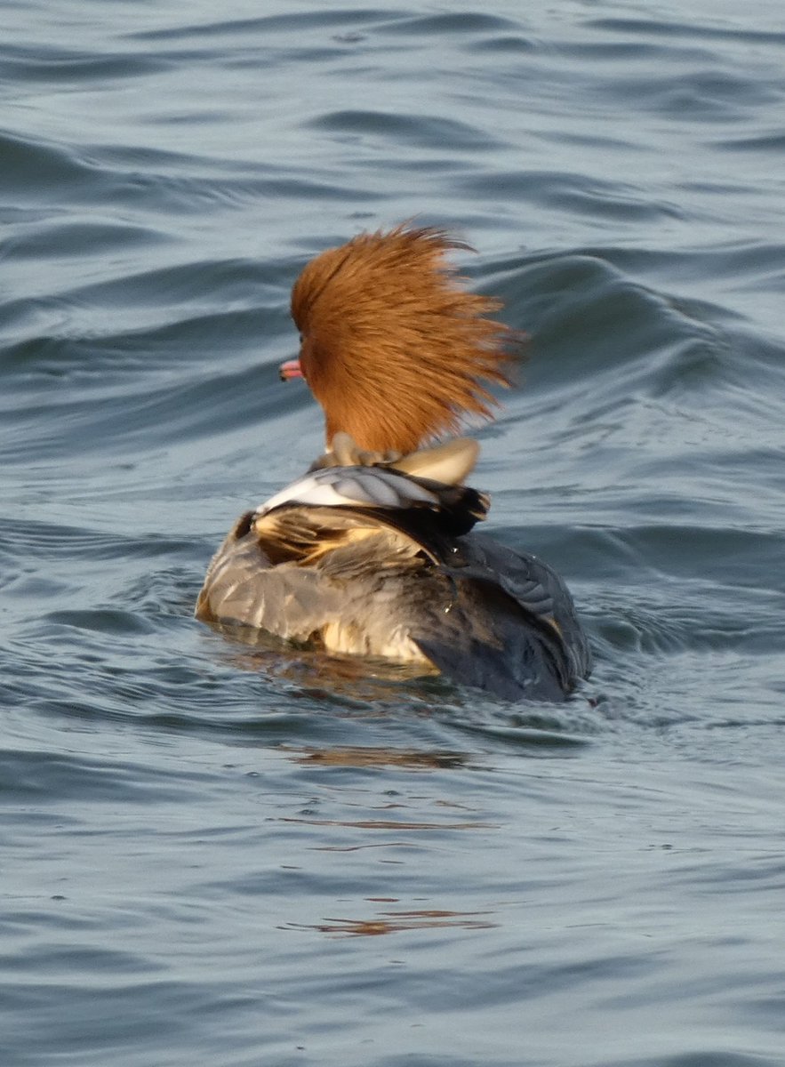 johnjayf's tweet image. Bad hair day. Lots of goosander gallivanting on west kirby marine lake