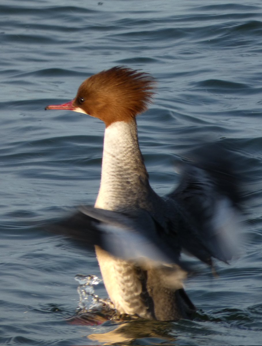 johnjayf's tweet image. Bad hair day. Lots of goosander gallivanting on west kirby marine lake