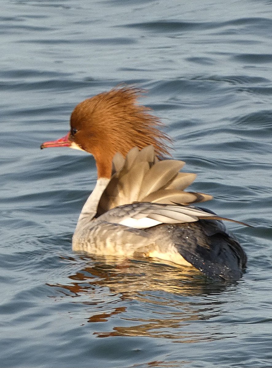 johnjayf's tweet image. Bad hair day. Lots of goosander gallivanting on west kirby marine lake