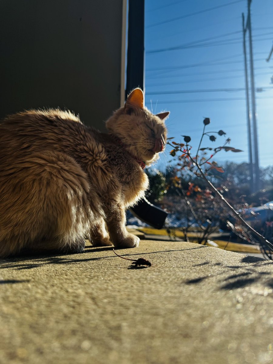 kelspurr's tweet photo. Some pictures I took of my cat❤️
#Cat #CatMom https://t.co/xr2LVD85eo