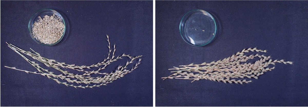 Indentification of unique genetic locus for seed shattering in Italian ryegrass.

rdcu.be/d5wxi