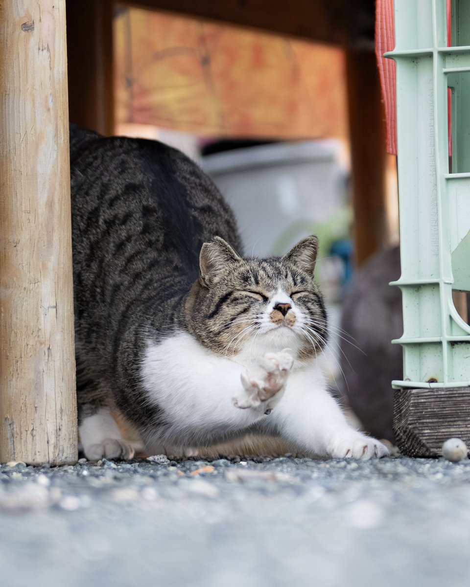 simabossneko's tweet photo. おはよう✨
Good morning🐾

#おはよう #猫 #cat https://t.co/o3eKC6Qijx