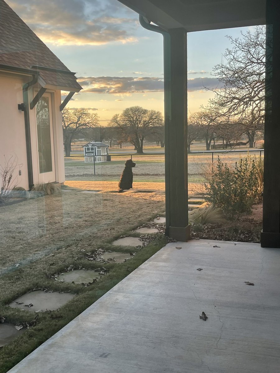 Laurie_1979's tweet photo. This guy cannot make a sharp turn at any speed, he farts a lot, and he hogs the bed. But when it comes to love there is nothing like his. This is one of his favorite things to do. We donโt deserve them. ๐๐ป๐ซถ๐พ #pupsofX https://t.co/BJ90tp4q1K