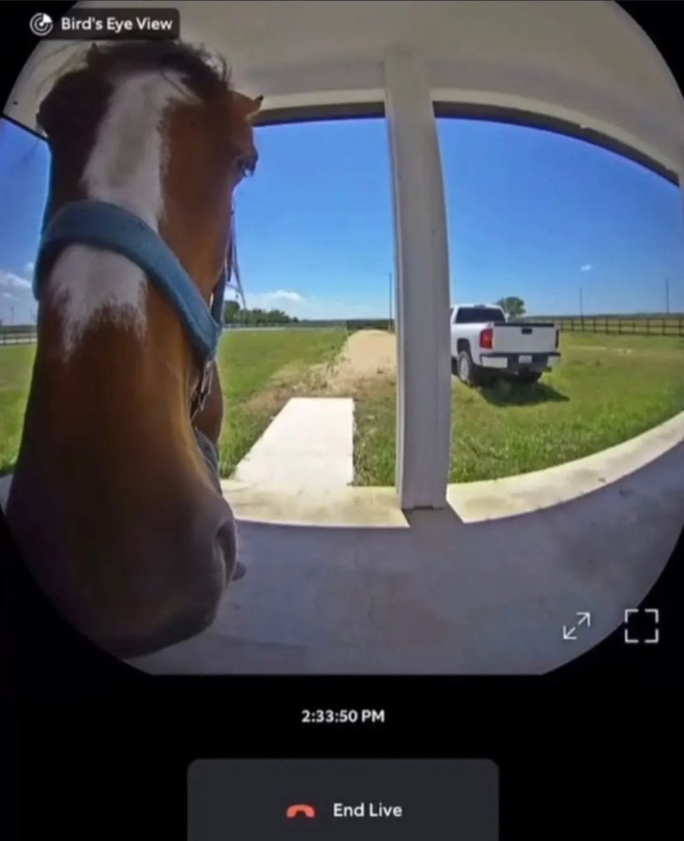 horseimage's tweet photo. horse staring into doorbell camera visitor at the door curious neighbor perhaps https://t.co/Q1W1OoRc0v