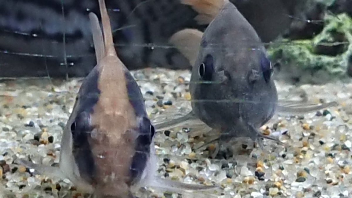 眼前にコリ