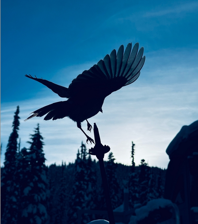 Poet Snow 🇨🇦 tweet media