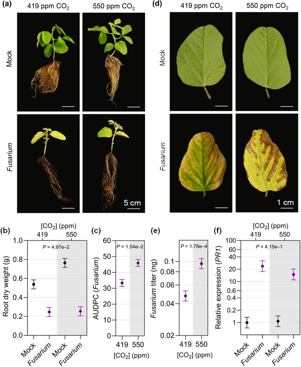 New Phytologist tweet media