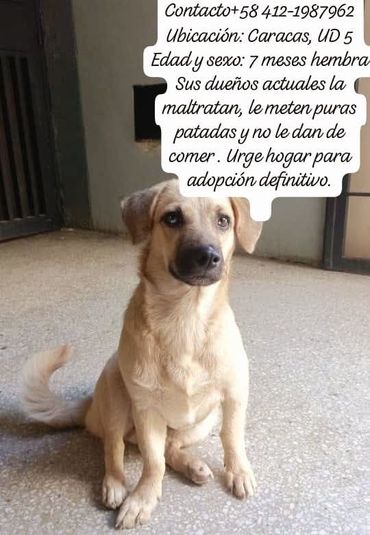 Difundimos. A esta pequeña Princesa le maltratan. Parece mestiza de Labrador. Comparte su foto para que tenga un mejor hogar 🙏🏻🐶 Caracas 04121987962