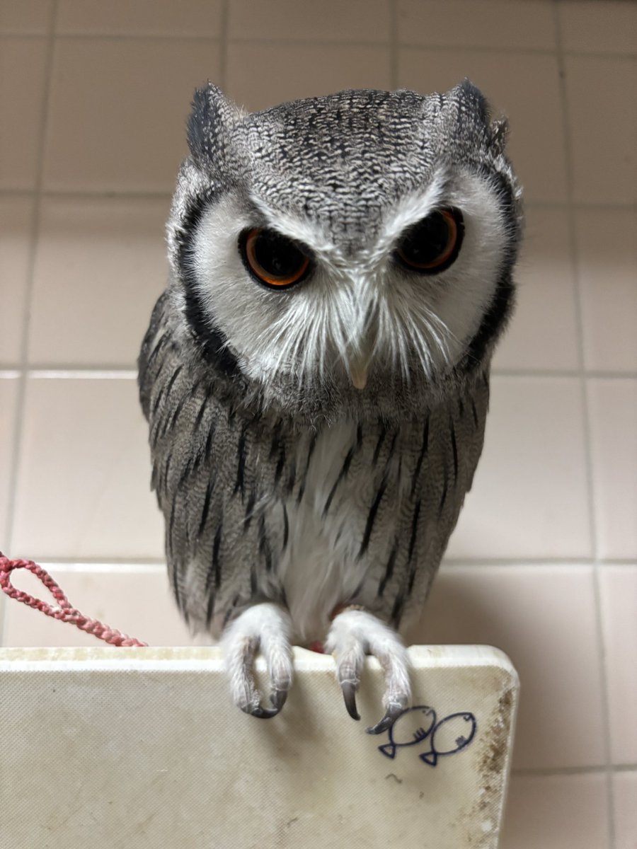 部屋が汚くて写真が出せないが飼い主の持っているトナカイの着ぐるみの鼻をもごうとしている萌葱が今日も可愛い。しかしそろそろ本当にもげそうである、小さい可愛いとフォロワーをめろめろにしていても流石は猛禽類ということか。

#公式トリバサダー