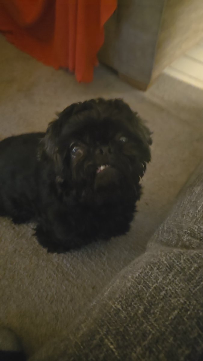 Axolox_'s tweet image. Wish my mum a happy birthday right now 🔫 or suffer the consequences of my dog