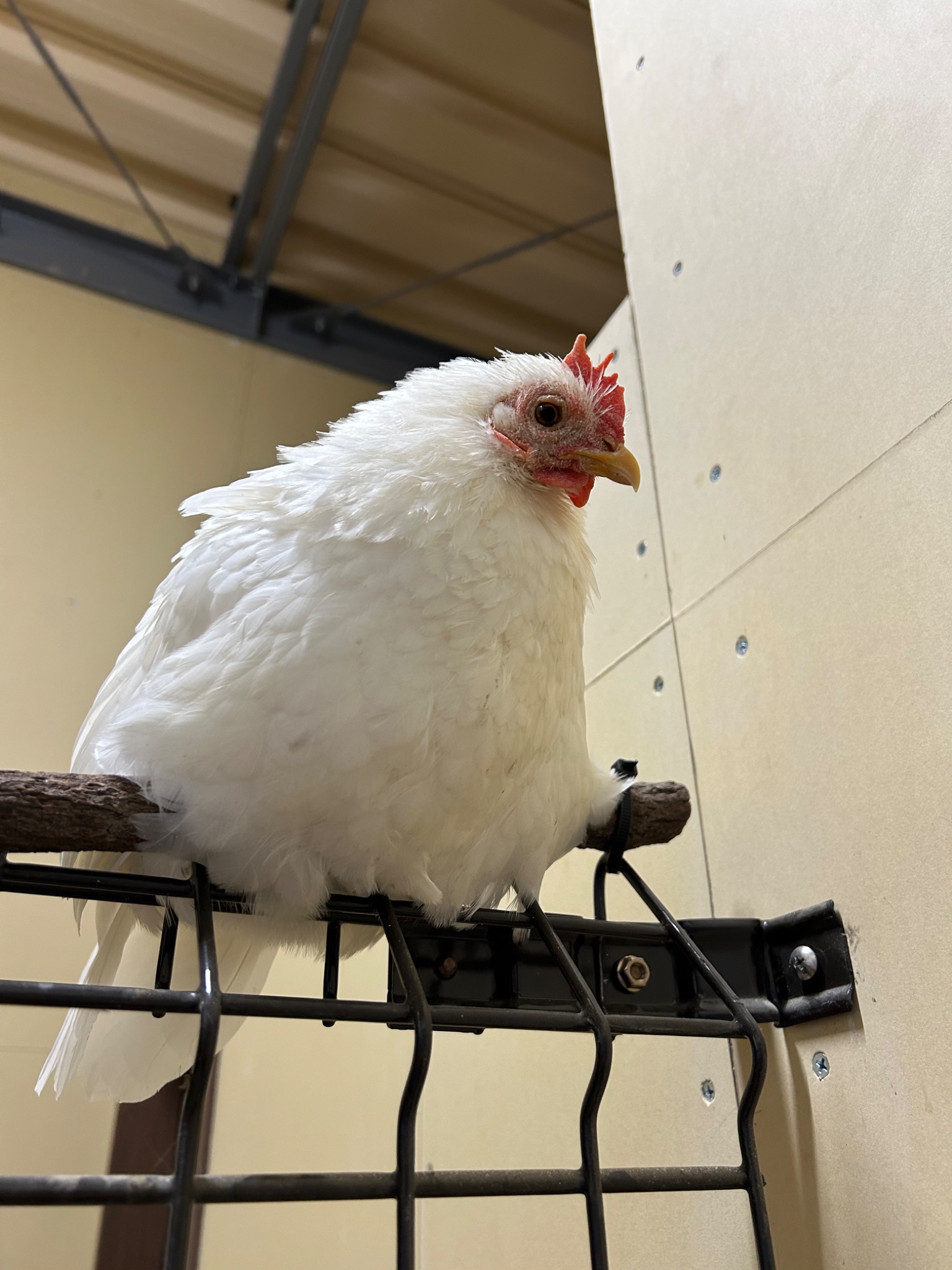 チャボちゃんほ チャボ - Search / X