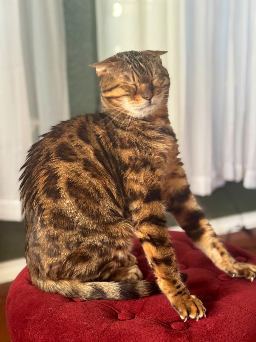 GilbyRanger's tweet image. Cat