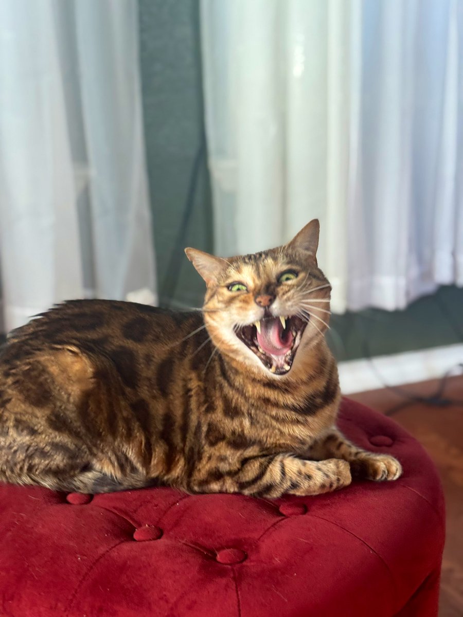 GilbyRanger's tweet image. Cat
