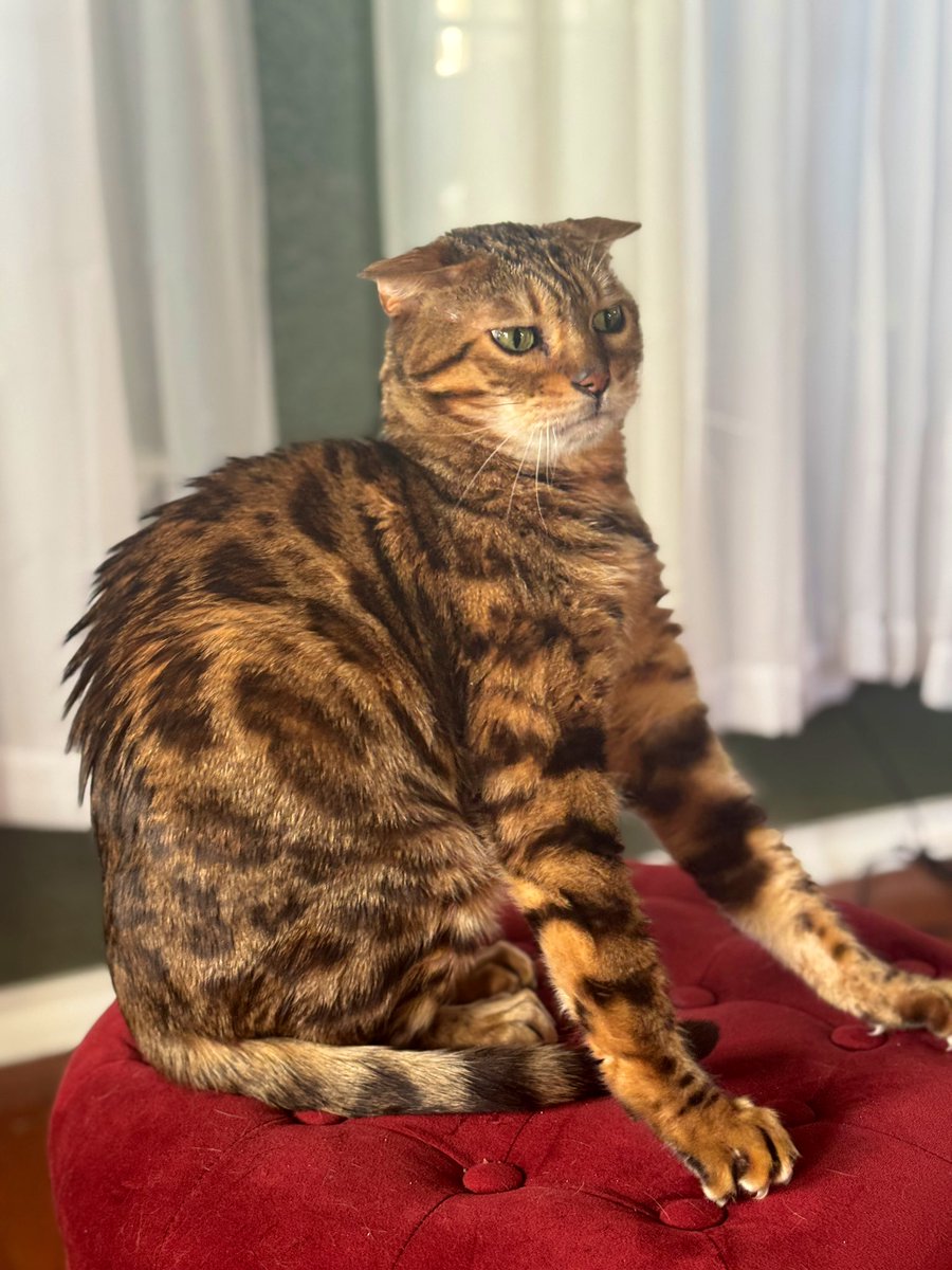 GilbyRanger's tweet image. Cat