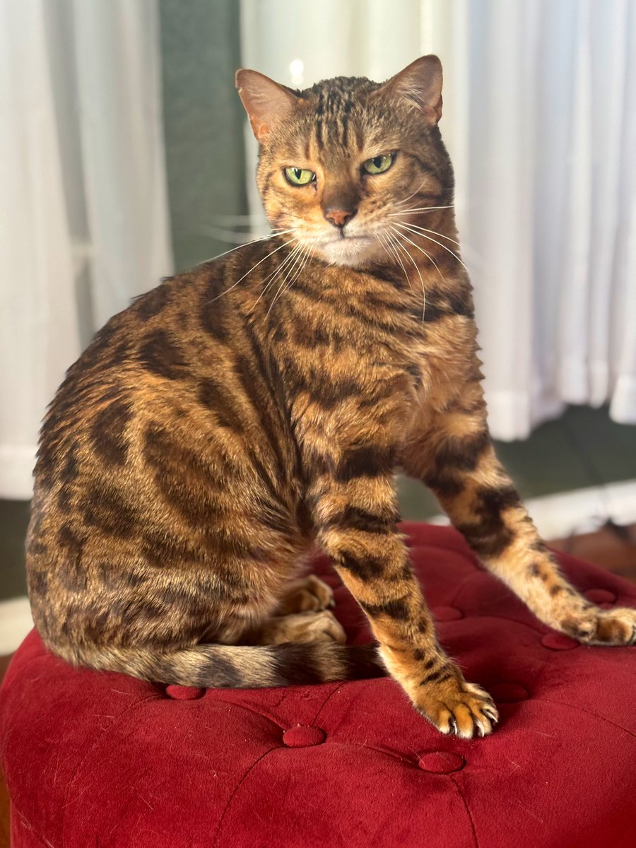 GilbyRanger's tweet image. Cat
