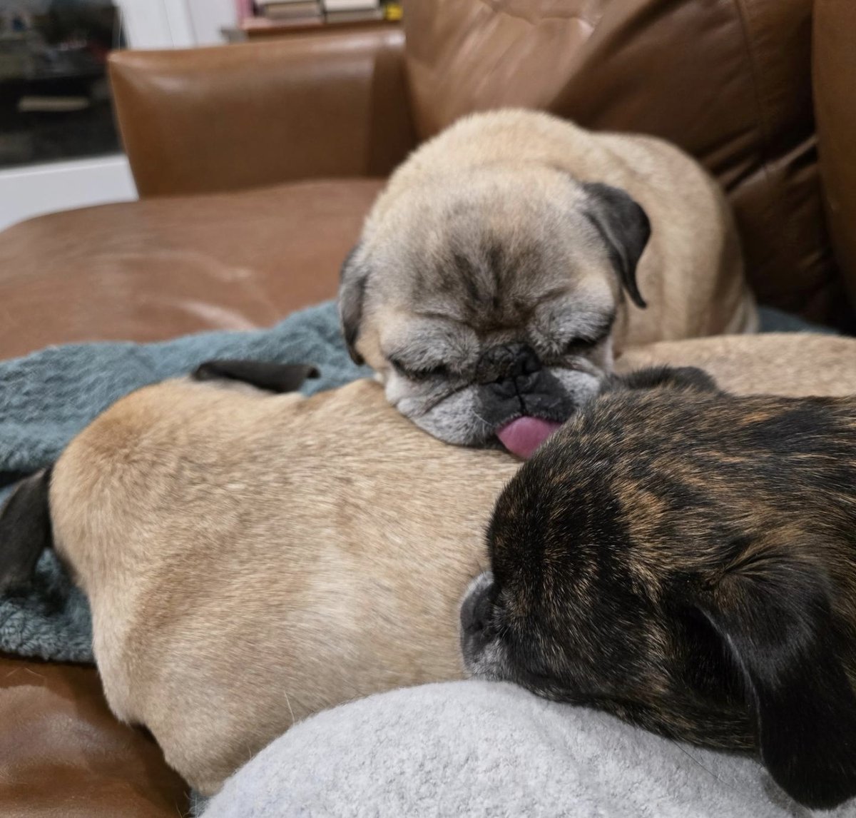 Being kept warm &amp; cozy by this bundle of puglings. #rosyposy #monkadoodledoo #pikapug