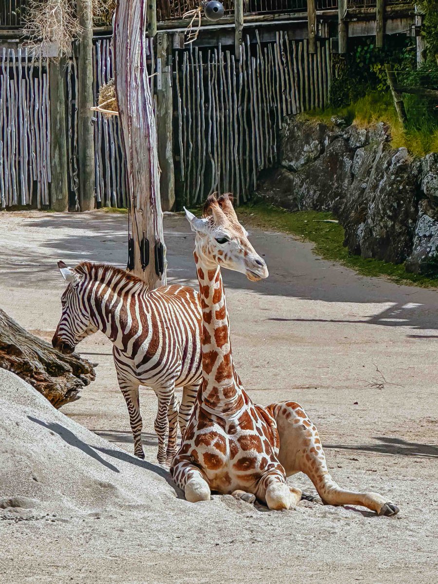 Auckland Zoo tweet media