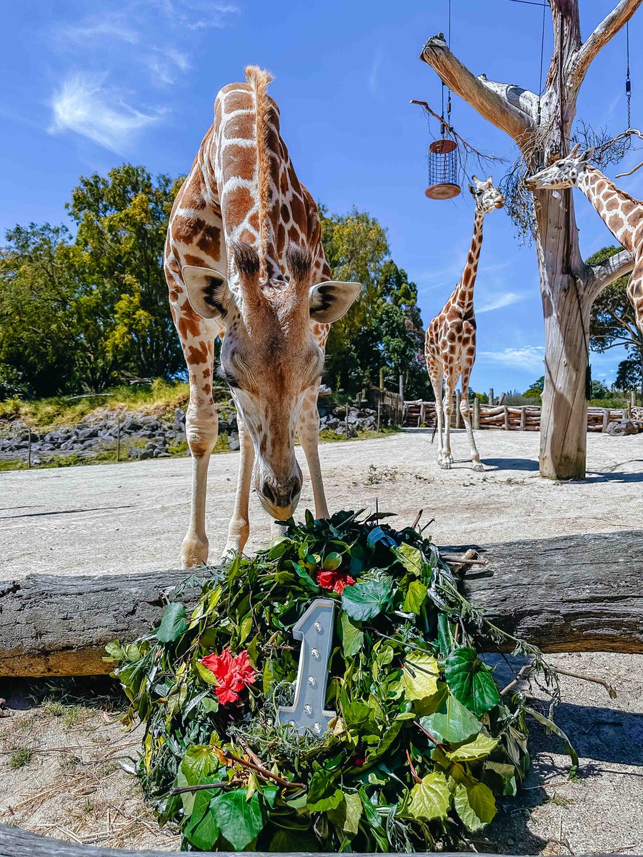Auckland Zoo tweet media