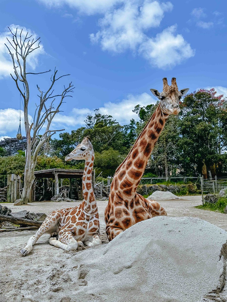 Auckland Zoo tweet media