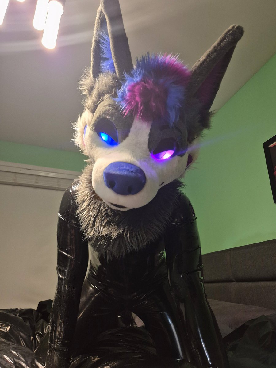 Prowling ~ ✨️🐺

📸 : <a href="/Artythefoxx/">Artythefoxx</a> 

#ShinySunday
#SqueakySunday