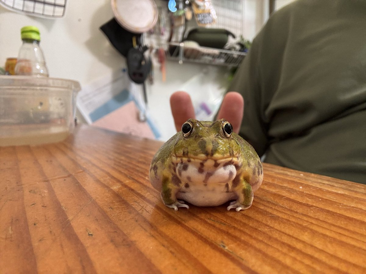 ご飯もらったハカセ