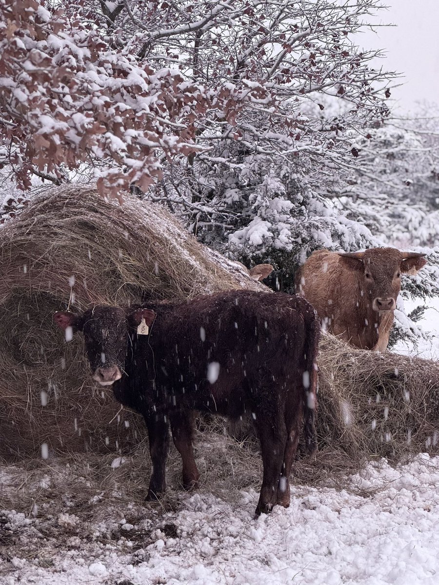 TwoSparksCC's tweet photo. This cold weather has me looking forward to @CattleCon in San Antonio, TX! In just a few short weeks I’ll be headed south w/ some of my fav cattle producers 🐂☀️ There’s still time to register at https://t.co/4v1JVYo2GY! Use code: CHEYENNE
#cattlecon25 
#ncba #ancw #ncbatradeshow https://t.co/YeI2jffwdf