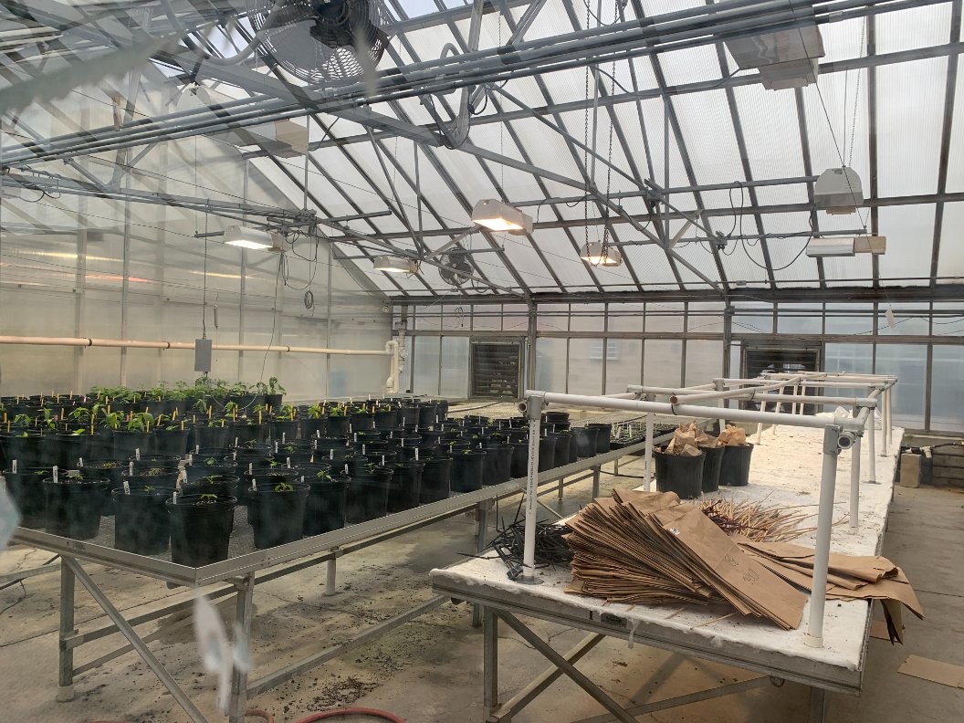 SansiLED's tweet image. Sansi’s LED Grow Lights are transforming agricultural research at Ohio State University, delivering sustainable, energy-efficient solutions for optimized plant growth. Discover how innovation meets agriculture with Sansi! 
#SansiLED #LEDGrowLights #SustainableFarming #LightTech
