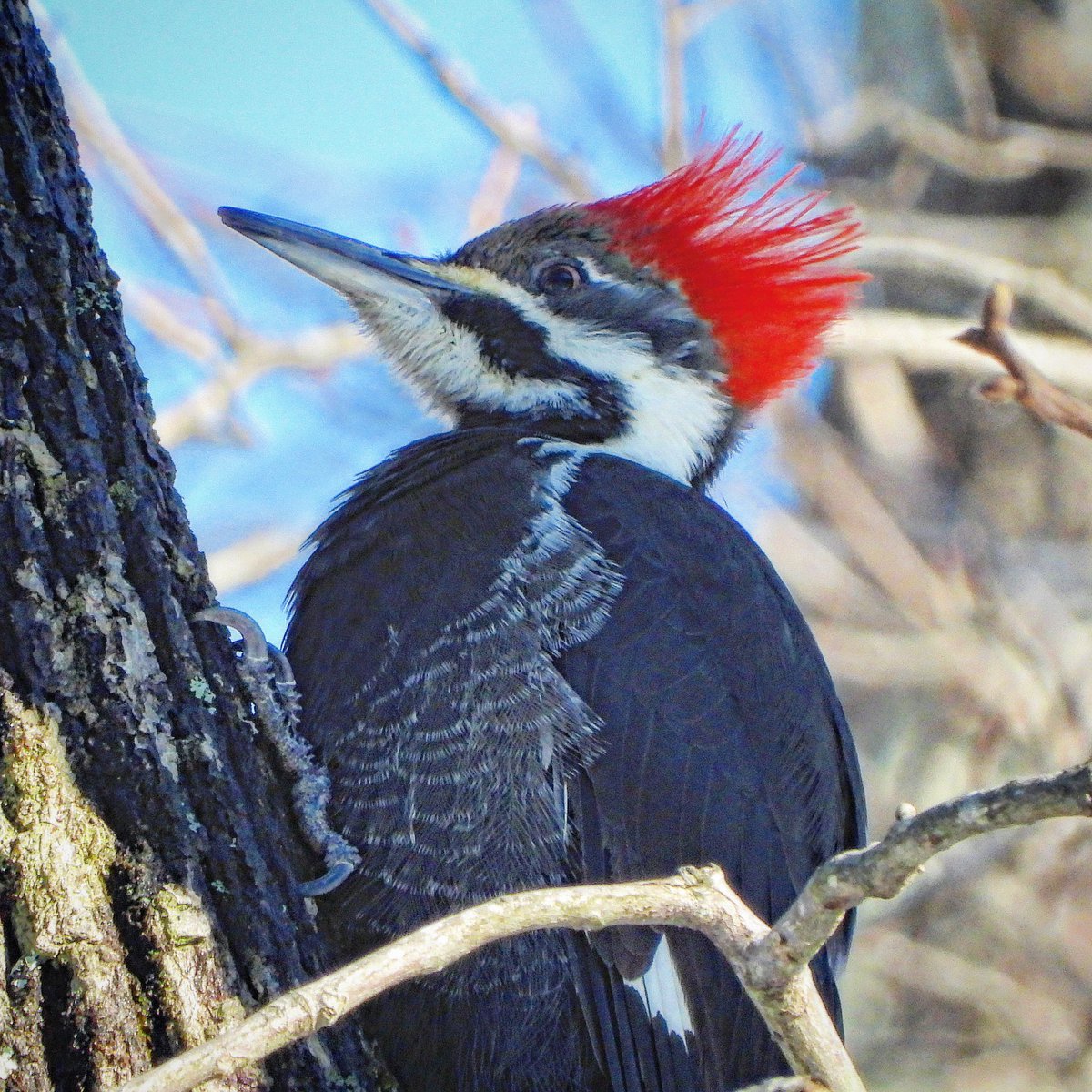 thombenson's tweet photo. A few #winter #wildlife portraits taken around the yard today. #nature #photography https://t.co/91PQPs67Xt