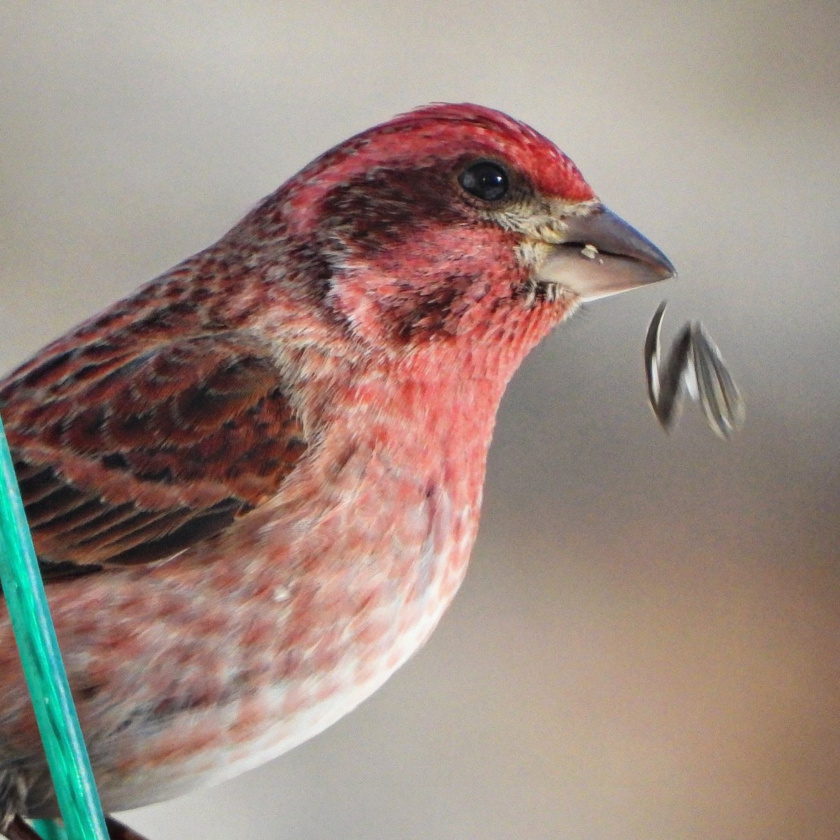 thombenson's tweet photo. A few #winter #wildlife portraits taken around the yard today. #nature #photography https://t.co/91PQPs67Xt