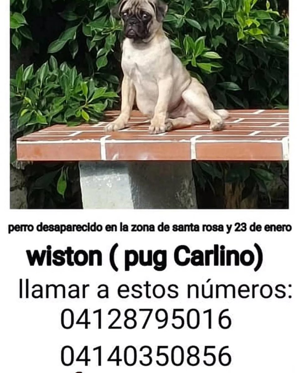 Se busca a Wiston, Maracay