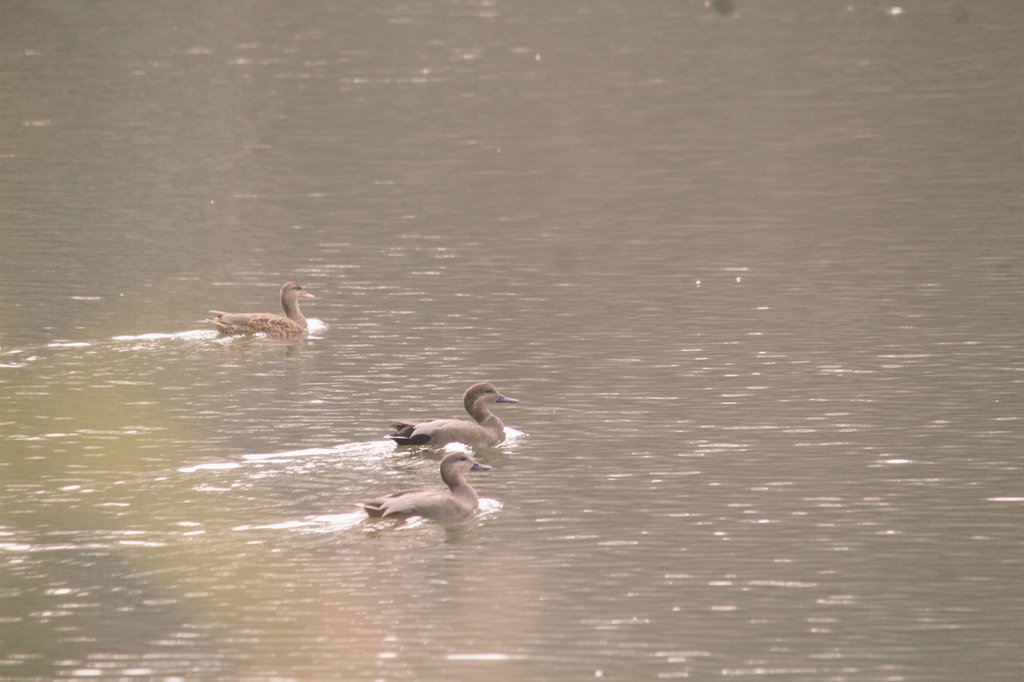 bhuparayan's tweet photo. "Neela hauz"
A little water body in South Delhi, India connected with Sanjay Van host winter habitats for more than a dozen migratory guests. The site is popular among the birding community.
#Migratorybird
#Migration
#wintermigration
#birdmigration
#biodiversity
#conservation https://t.co/SYAVrETMpM
