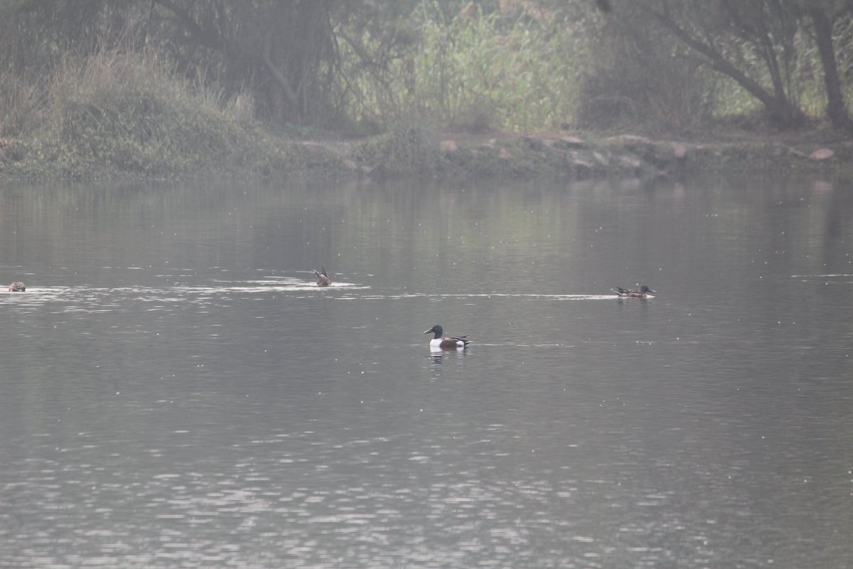 bhuparayan's tweet photo. "Neela hauz"
A little water body in South Delhi, India connected with Sanjay Van host winter habitats for more than a dozen migratory guests. The site is popular among the birding community.
#Migratorybird
#Migration
#wintermigration
#birdmigration
#biodiversity
#conservation https://t.co/SYAVrETMpM