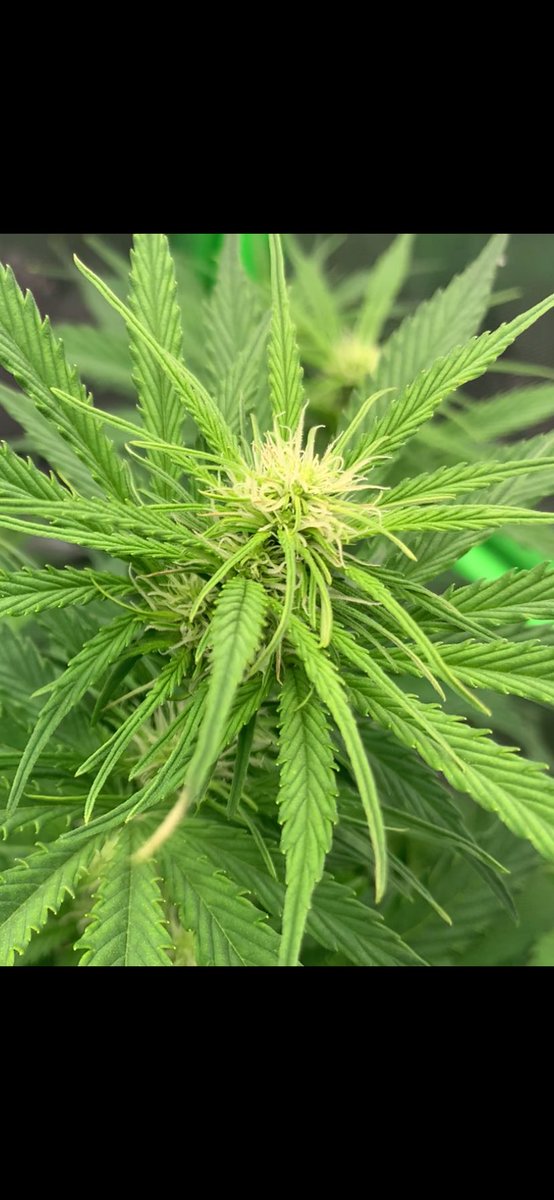 GrowsOhio's tweet photo. Bear Assed Monkey, followed by Strawberry Gorilla, followed by the unknown Sonoma Auto, and the Crème de la Chem🤤👀
.
#vivosun #organic #loyaltothesoil #autoflower #foxfarm #gaiagreen #customblend #cannafam https://t.co/Z2ZvmdIkJe