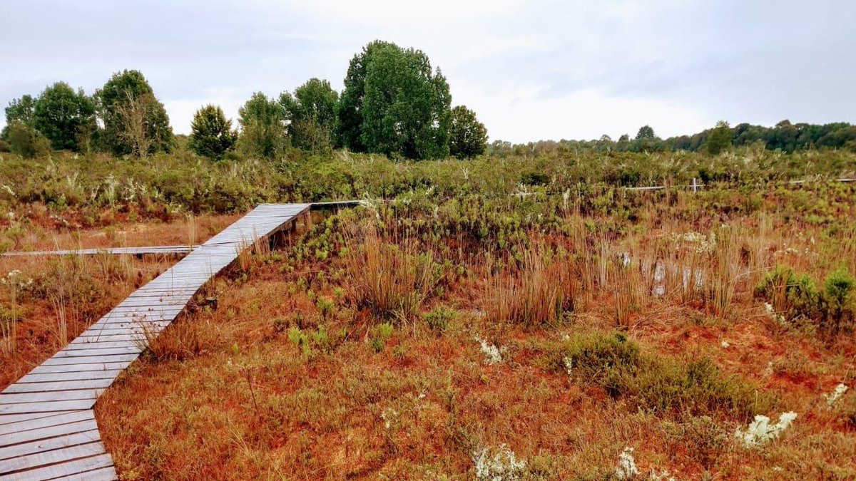 Protección de ecosistemas: U. de Chile <a href="/IEBChile/">Instituto de Ecología y Biodiversidad - IEB</a> encabeza estudio para conservar turberas de Sphagnum en el sur del país uchile.cl/u224423