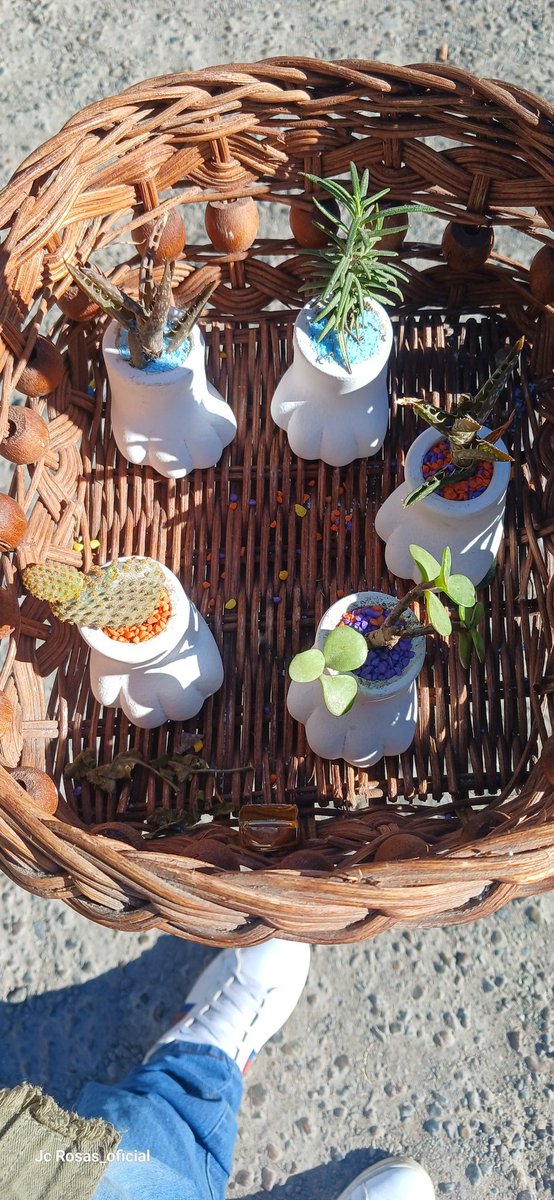 JcrosasG's tweet photo. Vendo Plantitas de Patita De Gatito en $ 50 Pesitos 🐱🐾

Tengo que alimentar a mis GatiHijos 🐾🐱🌿🌵🪴🥰

#Tijuana #plantitas #gatitos #vida #espiritualidad #trascender❤ #Amor https://t.co/BssJ7sO7wK