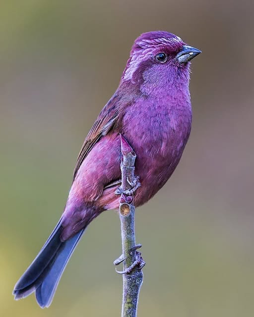 Pink-browed Rosefinch
By:@sarwandeep.singh