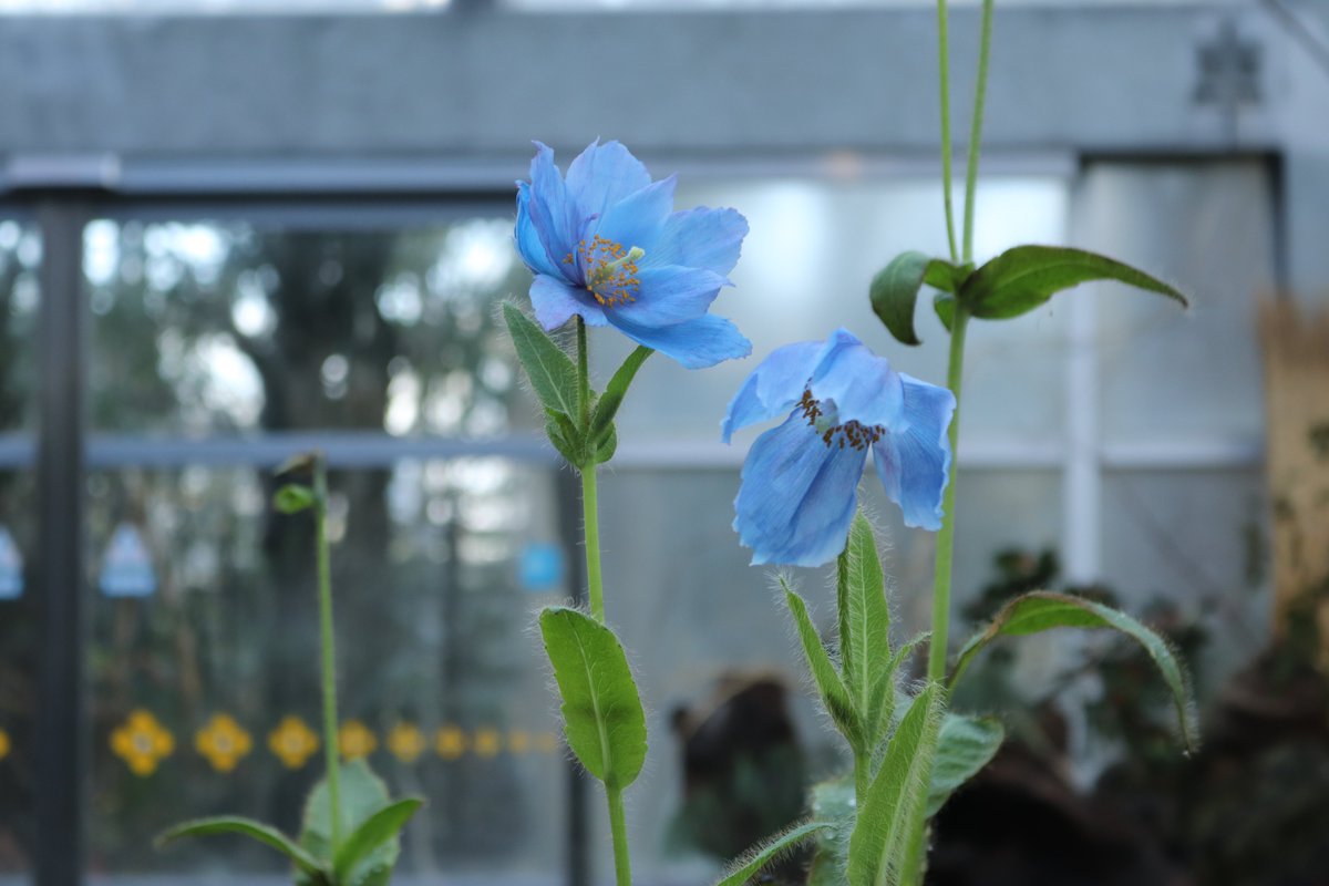 1990年開催の国際花と緑の博覧会にて一躍有名となった青いケシ