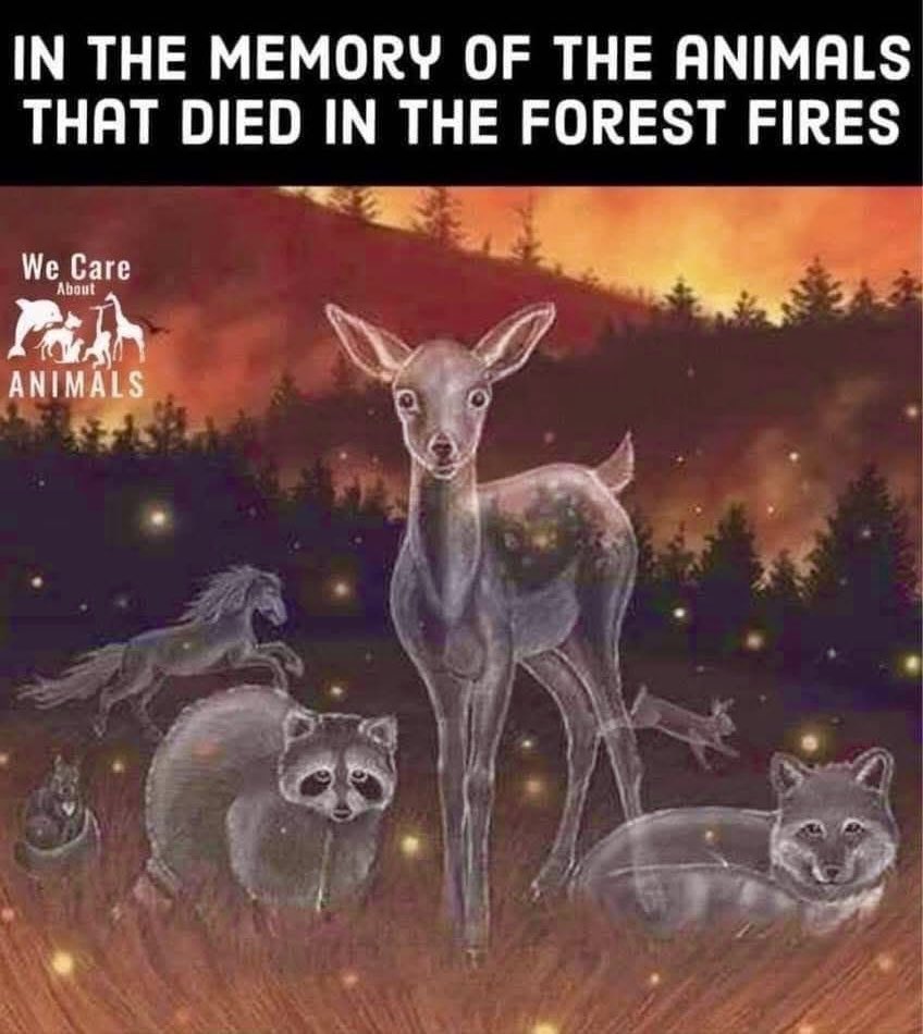 Honor all the Creator’s creatures. The forest was their home. 🪶✨