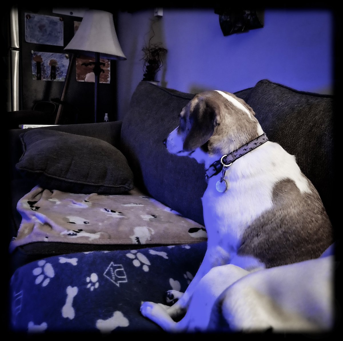 PennyBeanz's tweet photo. I feel blue when hooman feels blue.
Today, I just feel blue.
Hooman is pawsome. He knows just what to do, "hugapuppytime". 💕🐾
#dogslife https://t.co/689p4wJvJp