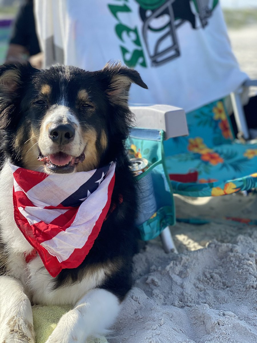 aubreystrobel's tweet image. I brought Bear home my senior year of high school without asking permission from my parents. They weren’t thrilled, but somehow I convinced them to keep her.
For the last 14 years, Bear became the heart of our family. She herded us, kept us close, and loved us unconditionally.…