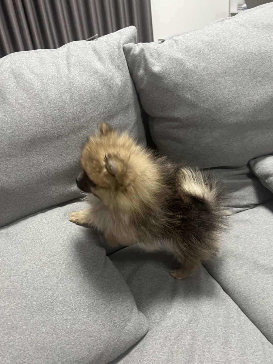 shioradayo's tweet photo. 生後3ヶ月のポメちん🐶🍼
昨日お家に来たのメロメロすぎる
宝物💖✨ https://t.co/aicpPtipCk