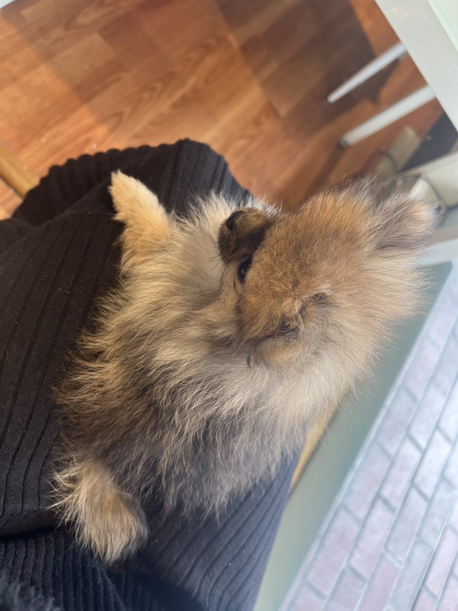shioradayo's tweet photo. 生後3ヶ月のポメちん🐶🍼
昨日お家に来たのメロメロすぎる
宝物💖✨ https://t.co/aicpPtipCk