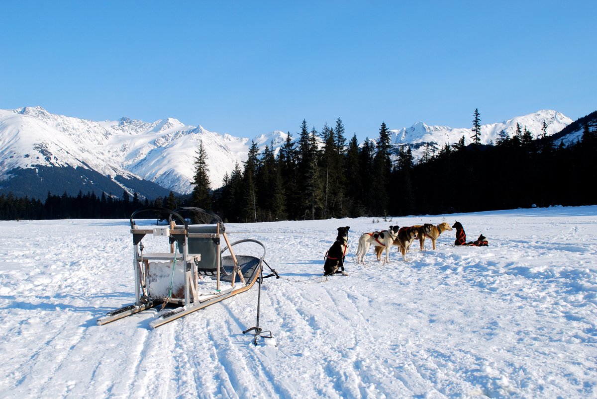 visitancjp's tweet photo. アラスカの冬、といったらやはり犬そり!
これからの時期、アラスカにいらしたらぜひぜひ乗ってみてください~!
(Photo: Nicole Geils)
#anchorage #alaska #girdwood #dogsled #alaskawinter #アンカレジ #ガードウッド #犬ぞり##アラスカの冬 #冬の楽しみ方 https://t.co/XfPtw29KOk