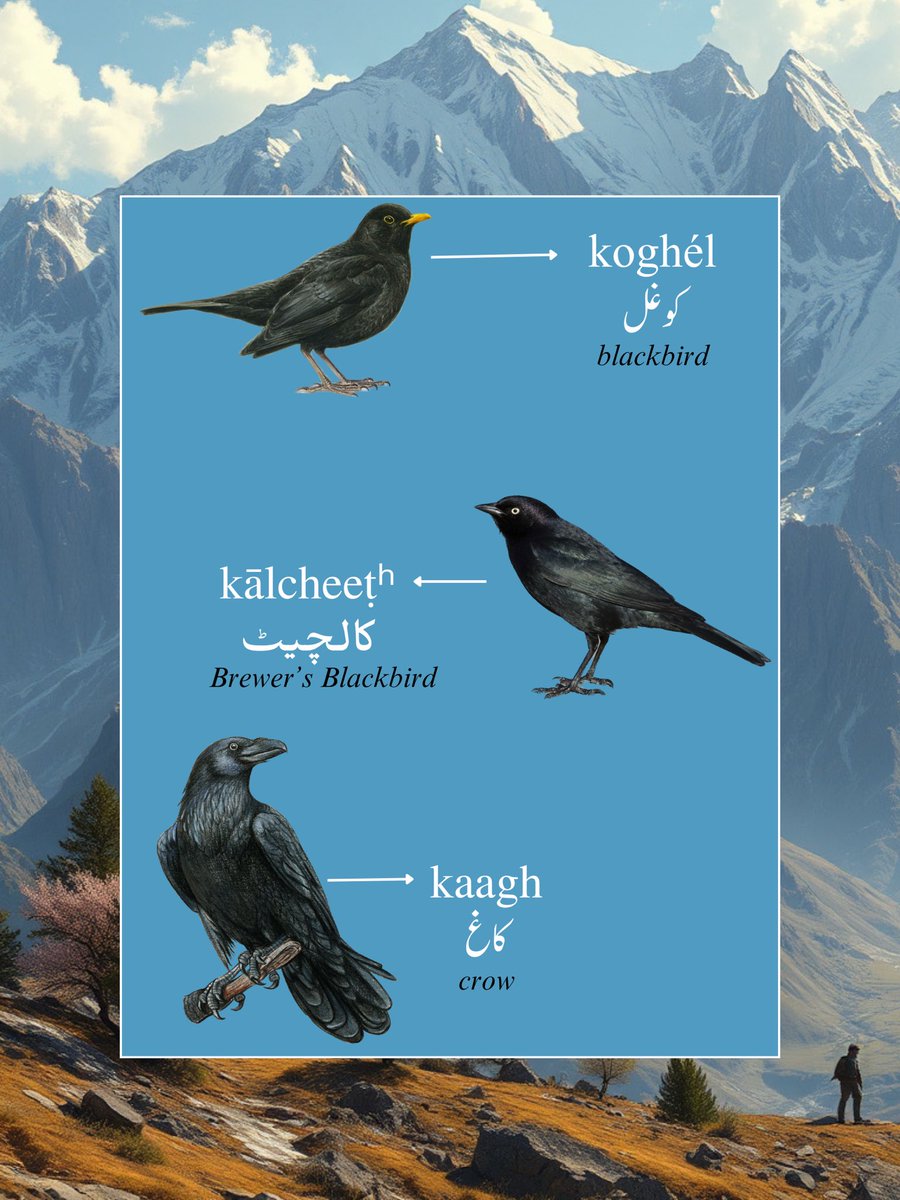 pahrimarizban's tweet photo. Bird, birds, birds! Here are some more birds in Pahari. As we get close to wrapping up this series, we hope you were able to learn some new names of birds! 🕊️💚

•
•
#pahari #paharilanguage #hindko #pothwari #kashmir #jammu #ajk #rawalakot #jammukashmir #muzaffarabad #mirpur https://t.co/g1EX0GjjZ0