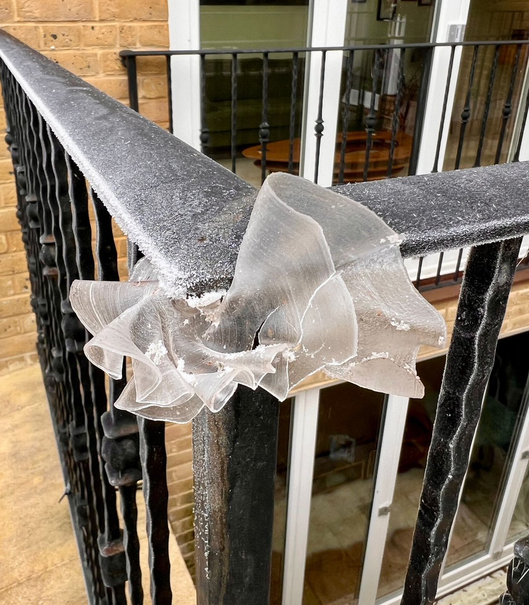 Brucey1's tweet photo. Here is my mate Vicky’s #frostflower in her garden in Oxford. See what I mean about it having vienetta vibes?! https://t.co/OVyAwAjOuk