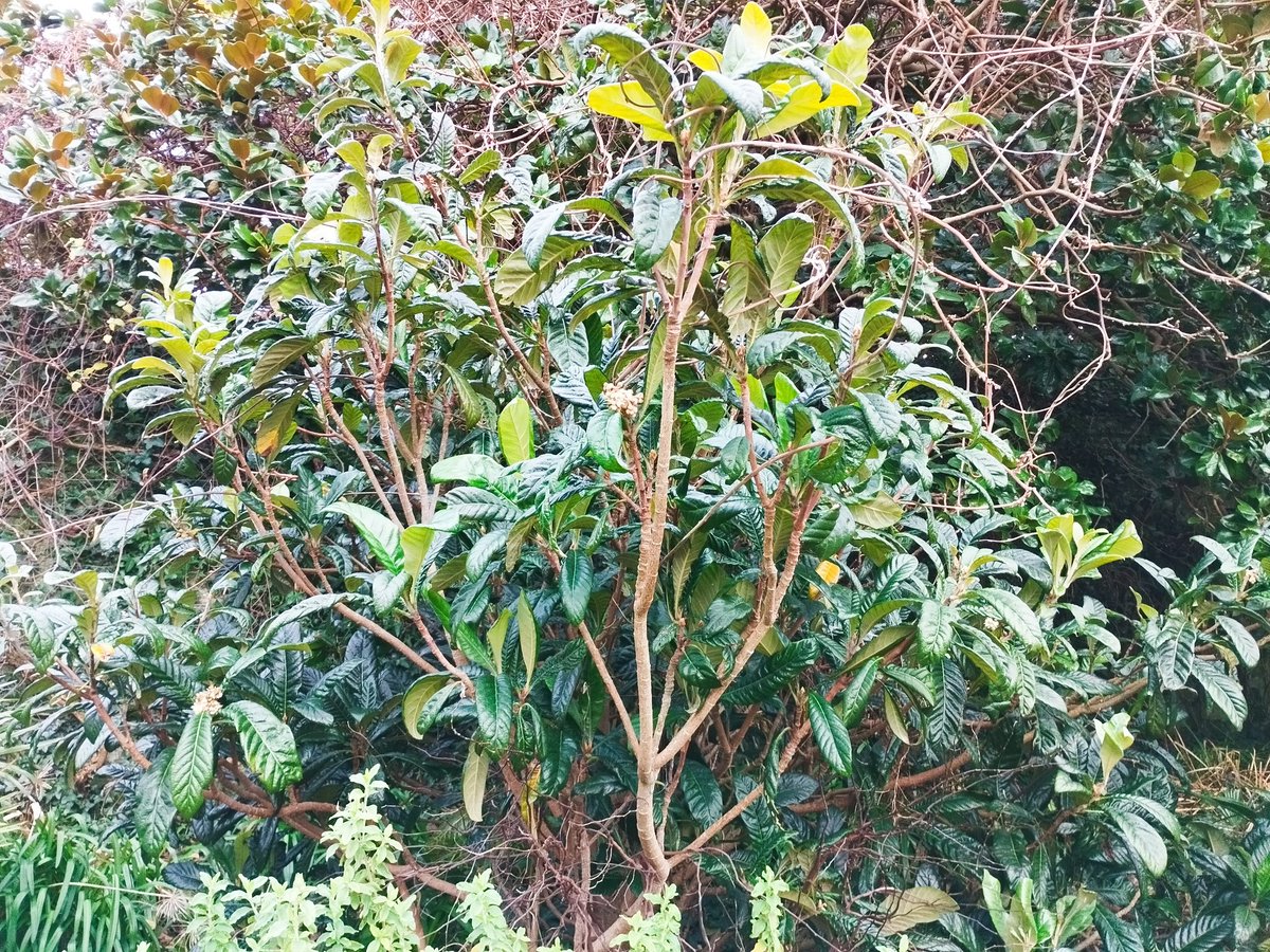 Eriobotrya japonica is commonly called loquat and has edible fruit. Like many temperate fruits, it is a member of the rose family. This is our smallest specimen in the fountain courtyard <a href="/Ventnor_Botanic/">Ventnor Botanic Garden</a> and is in flower now