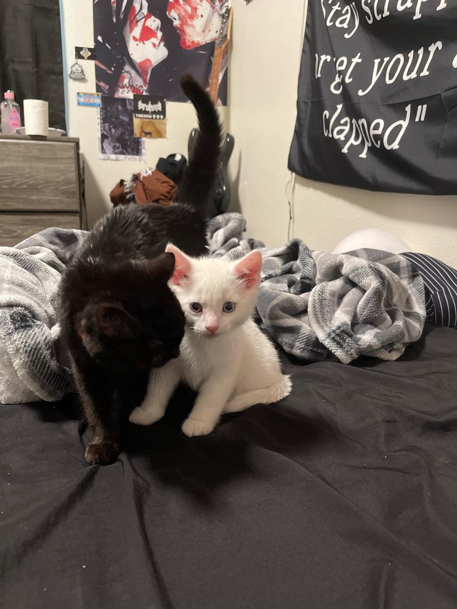 Dutch04bunny's tweet photo. meow https://t.co/5QpO2bIVgh