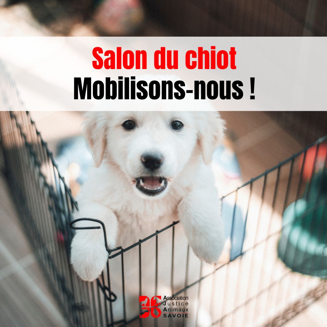Ventes illégales, trafics, animaux mal sevrés... Avec <a href="/argos42_/">ARGOS 42 ASSO</a>  et un collectif de plusieurs ONGs nous lançons une pétition pour obtenir l'interdiction des salons du chiot. 
aja-savoie.fr/mobilisation-c…
